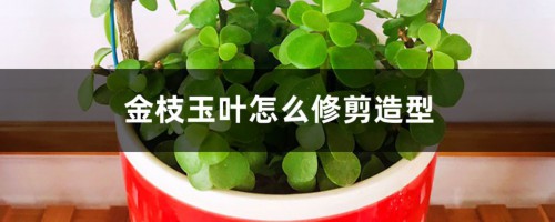 金枝玉叶怎么修剪造型，修剪方法图解