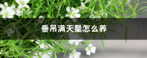 垂吊满天星怎么养，能室内养吗