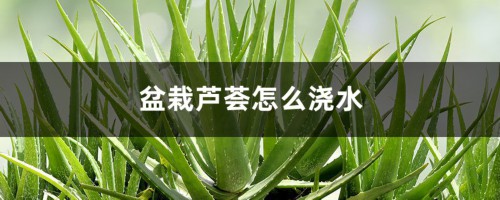 盆栽芦荟怎么浇水